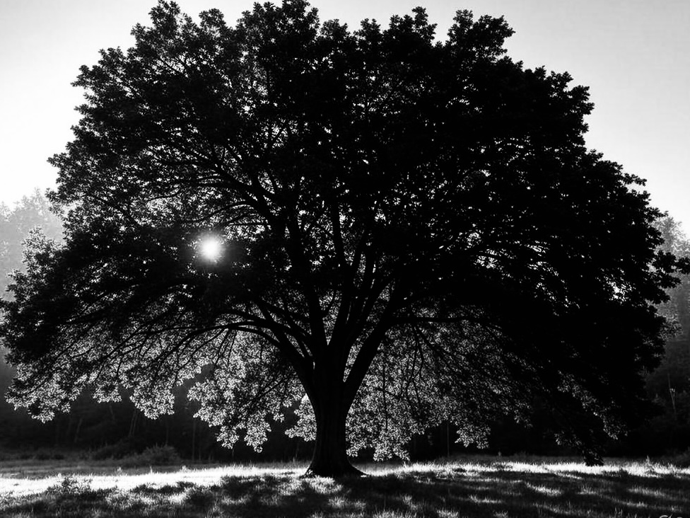 Un árbol sin raíces muere.